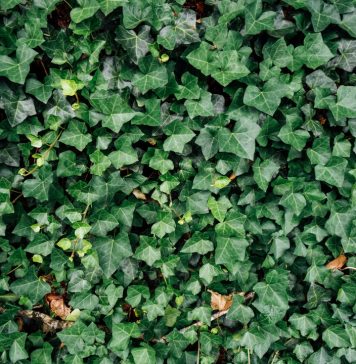 Husk at bevare det gode naboskab over ligusterhækken Ligusterhæk