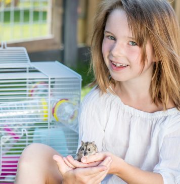 Find et pænt dværghamsterbur, der passer ind i din indretning Hamster