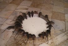 Hold skadedyre væk fra din bolig rotteangreb