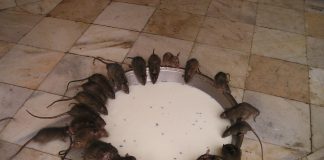 Hold skadedyre væk fra din bolig rotteangreb